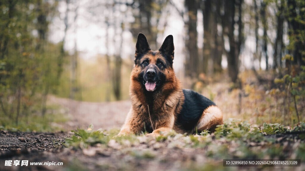 林间休憩的德国牧羊犬