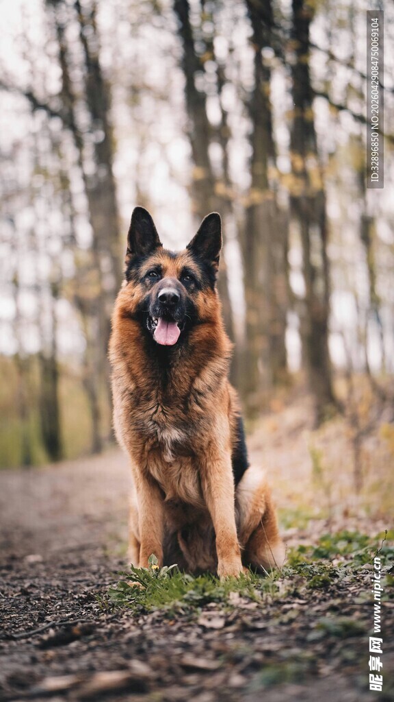 林间坐立的德国牧羊犬