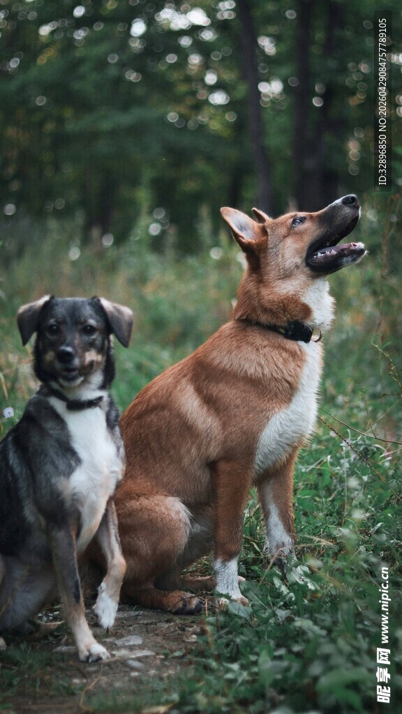 林间双犬仰头惬意模样
