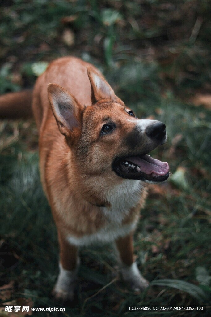 草地上欢快的柯基犬