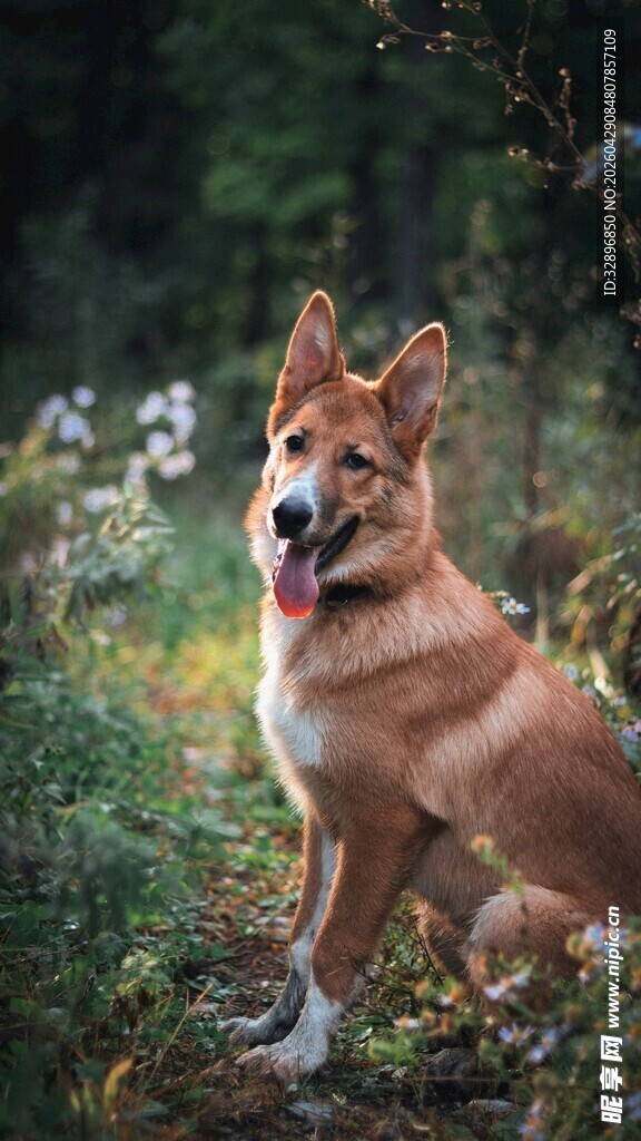 林间可爱的柴犬