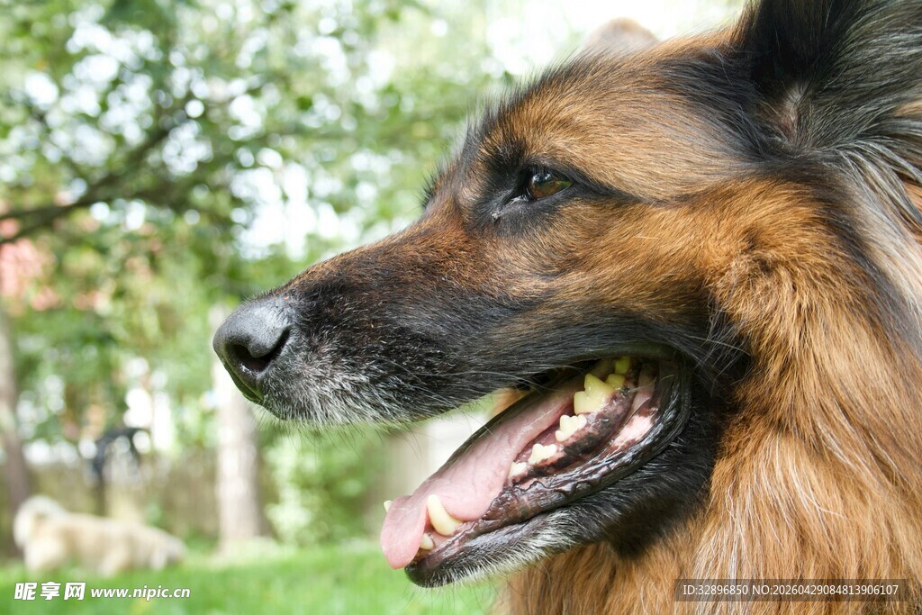 户外微笑的长毛犬