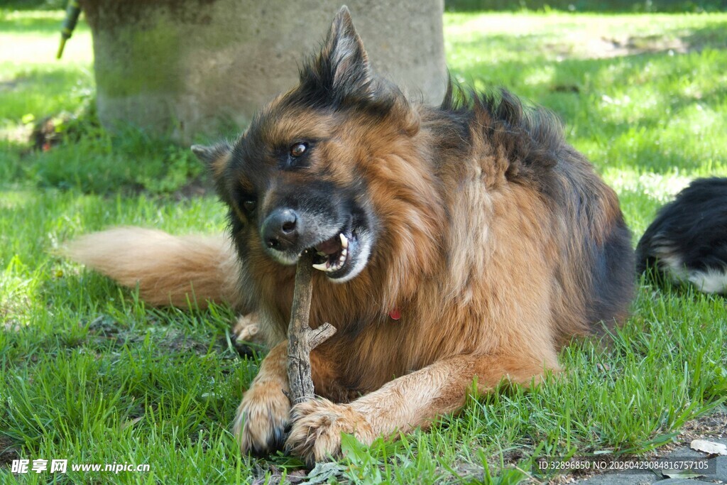 德国牧羊犬草地惬意啃骨头