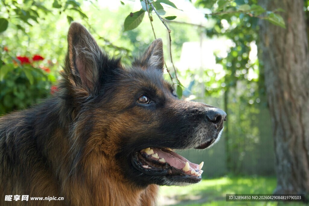 阳光下的德国牧羊犬
