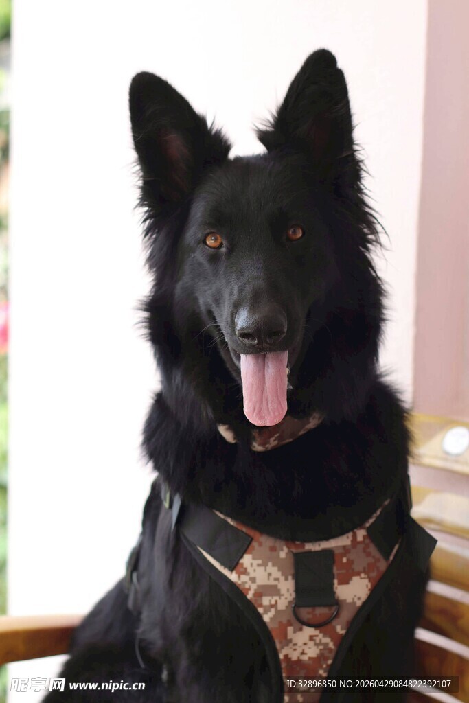 帅气黑犬身着个性服饰