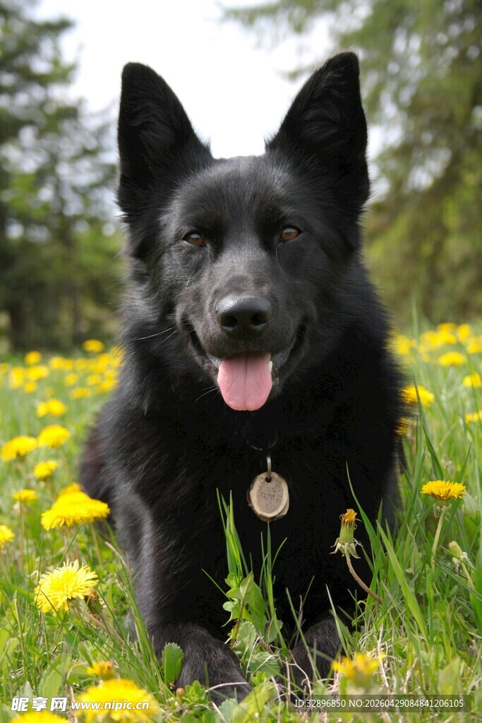 黑犬于蒲公英花丛中欢畅