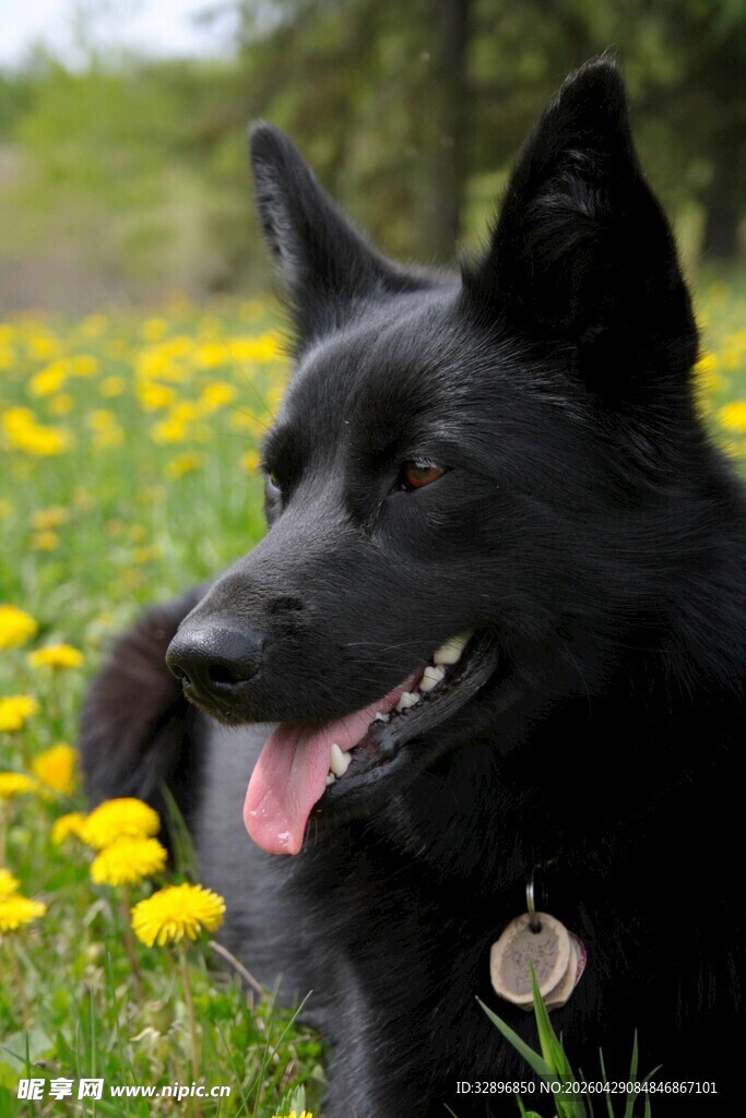 黑犬于花丛中惬意吐舌