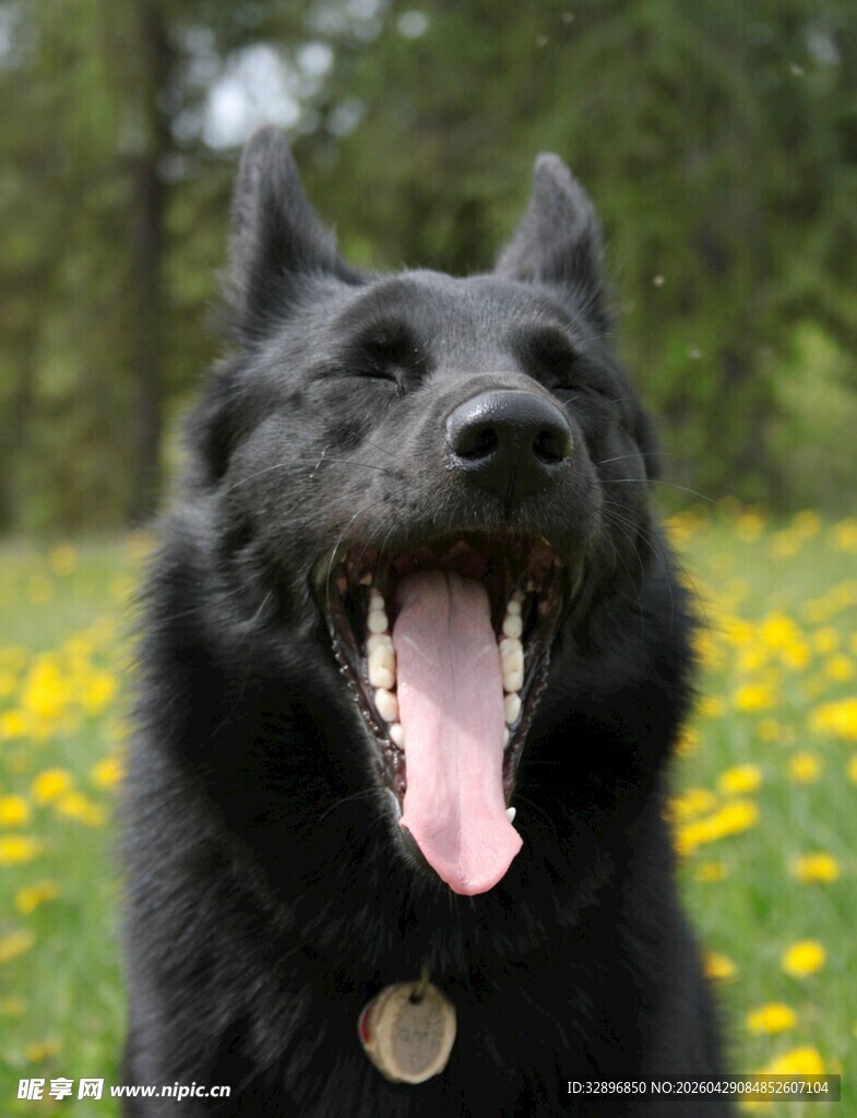 黑犬于花丛中开心吐舌