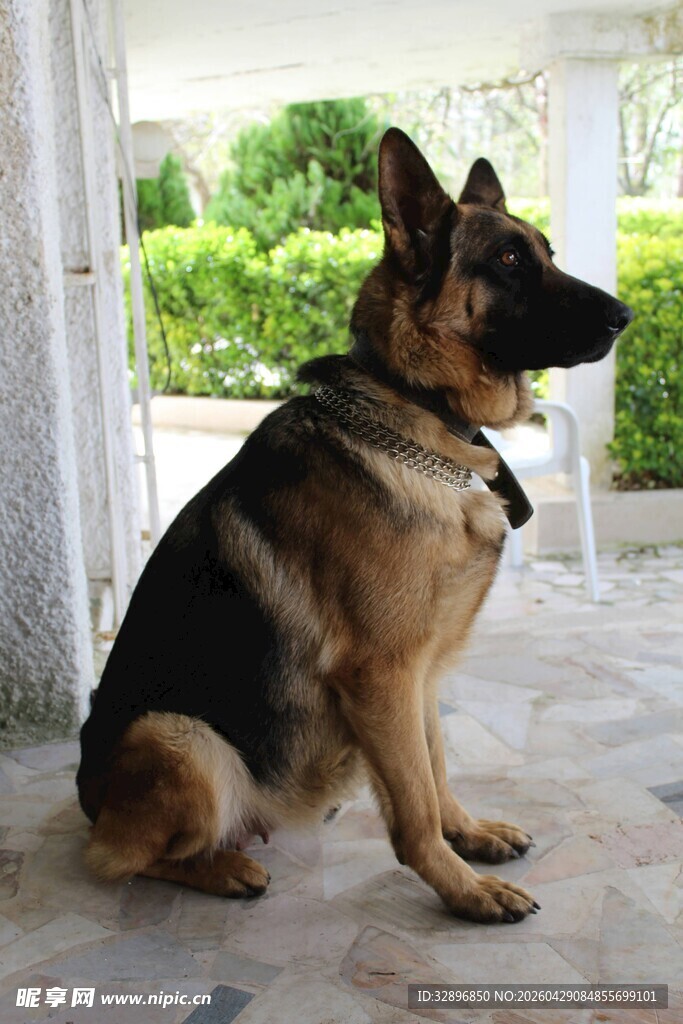 德国牧羊犬端坐姿态