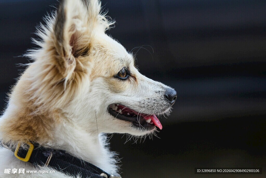 可爱立耳犬特写