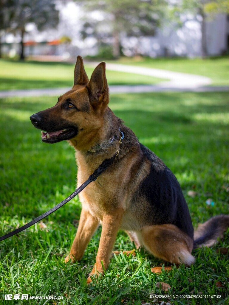 德国牧羊犬草地坐立