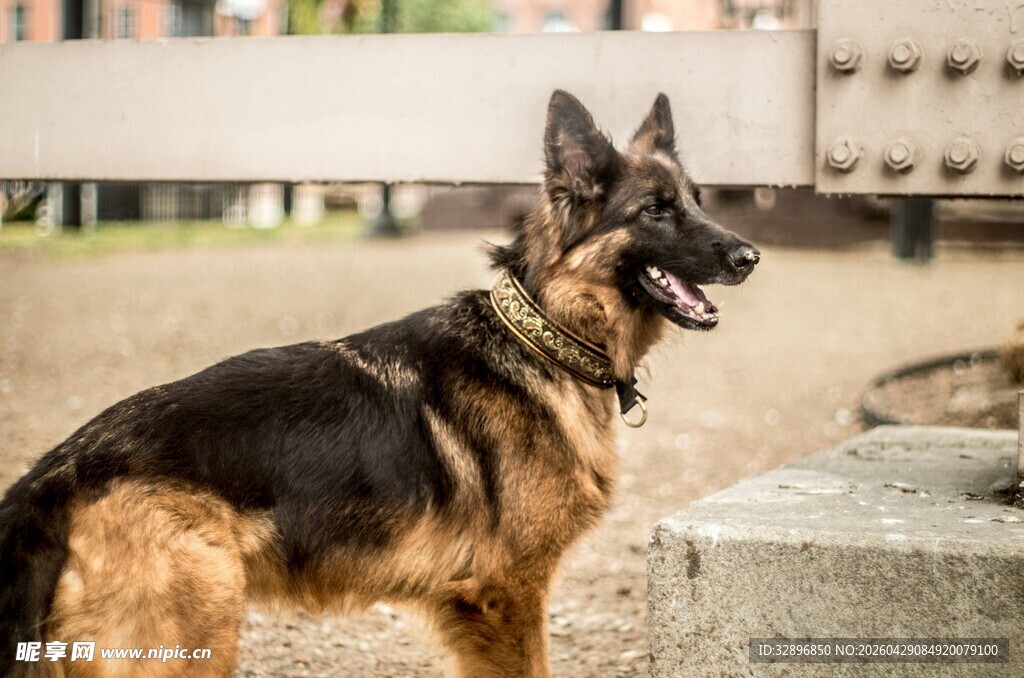 站立的德国牧羊犬
