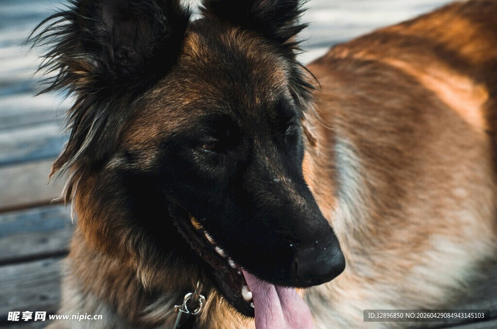 可爱牧羊犬吐舌卖萌