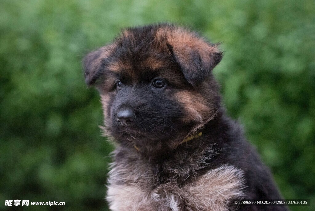可爱德国牧羊犬幼犬