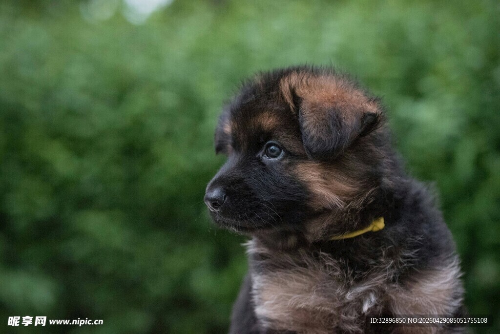 可爱幼犬转头望绿色背景
