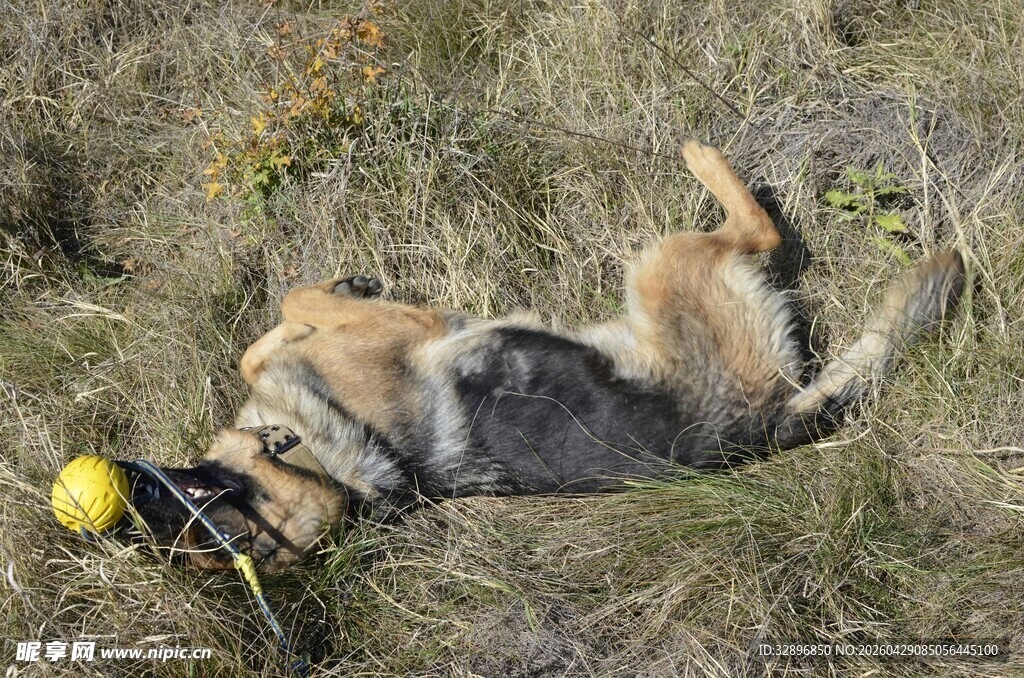 草地中玩耍的躺卧德国牧羊犬