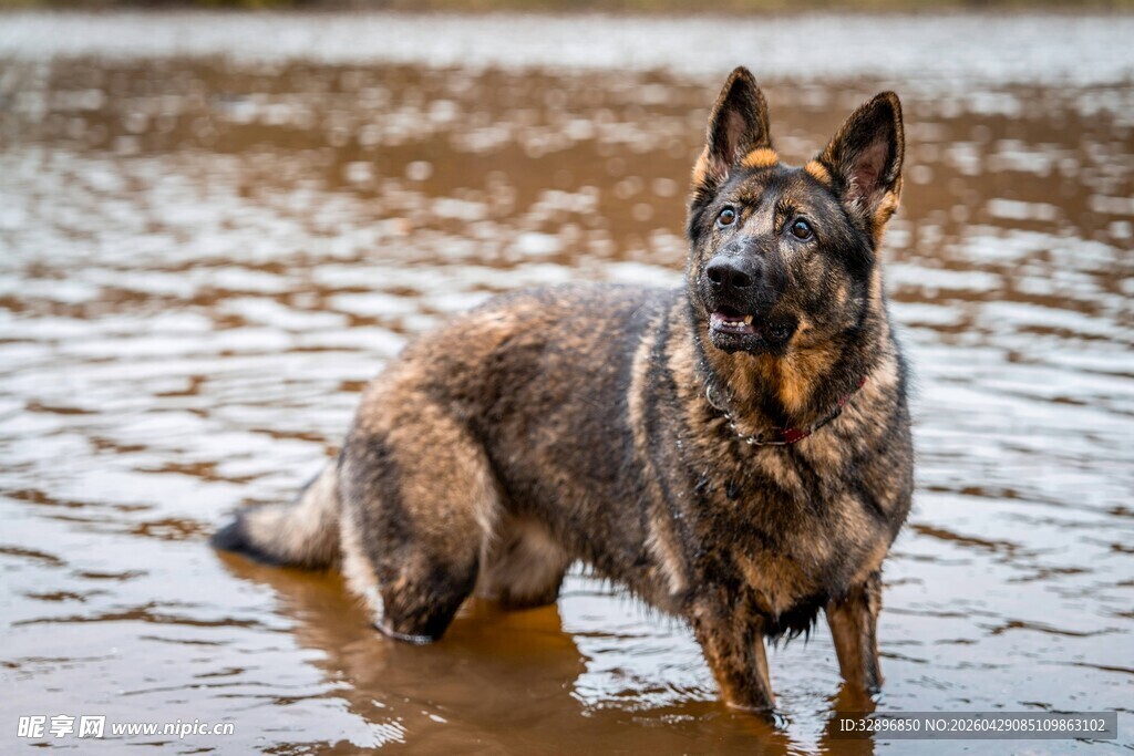 水中站立的德国牧羊犬