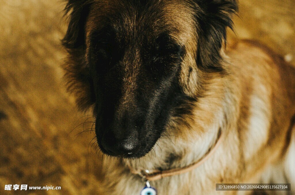 可爱棕毛犬佩戴项圈
