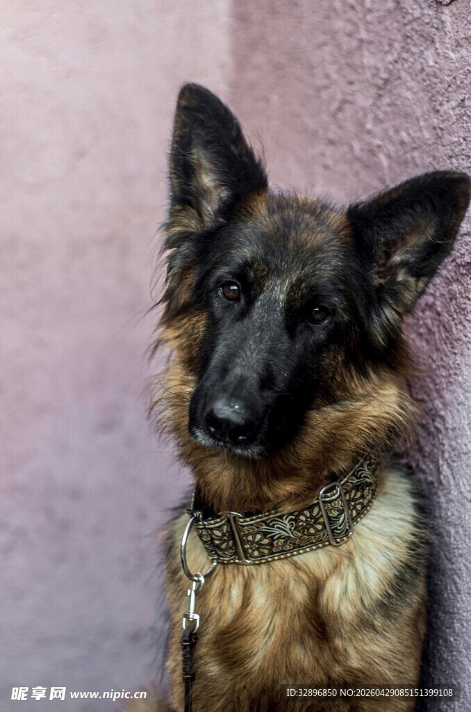 帅气德国牧羊犬乖巧模样