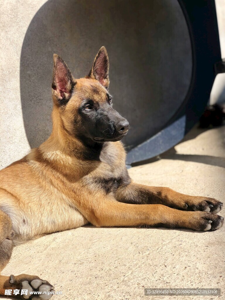 趴着的帅气马犬