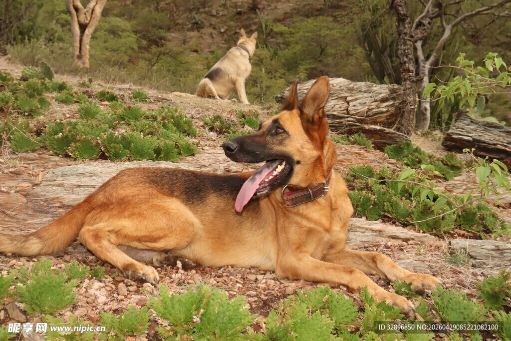户外休憩的德国牧羊犬