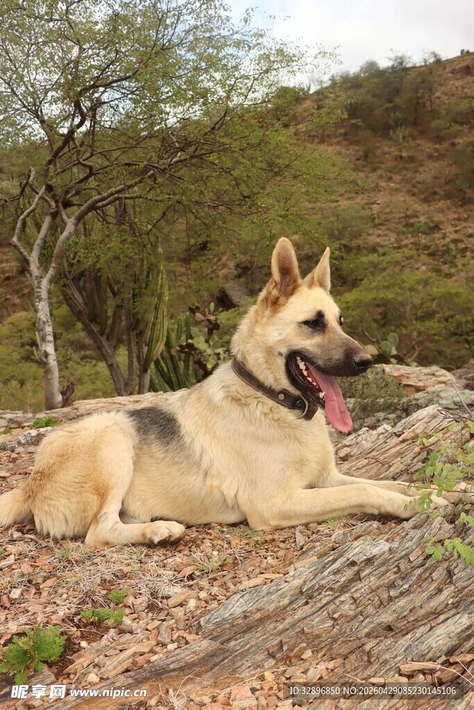 德国牧羊犬休憩于林间
