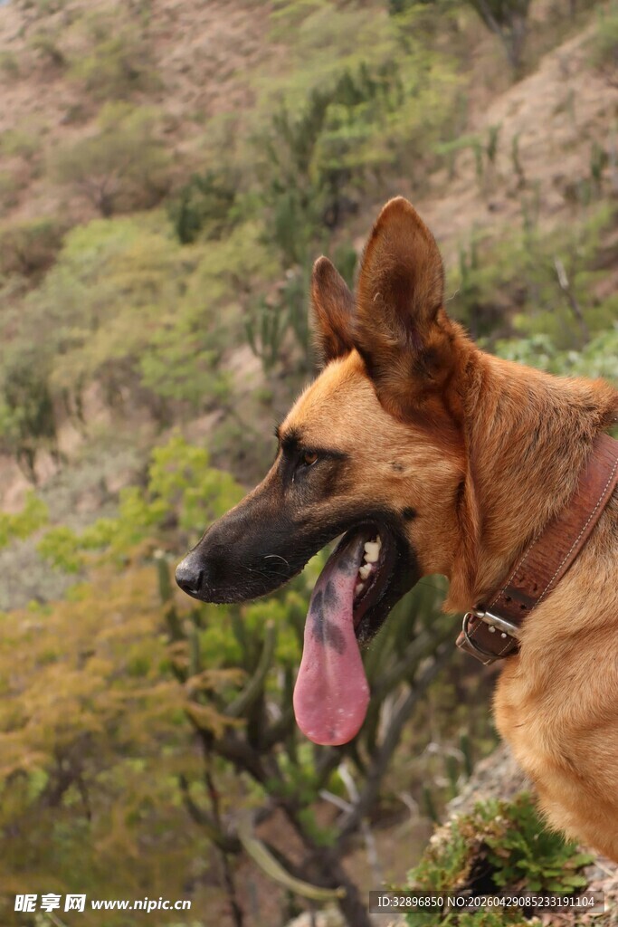户外吐舌的德国牧羊犬
