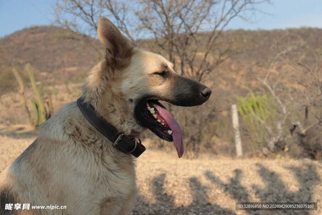 户外的德国牧羊犬