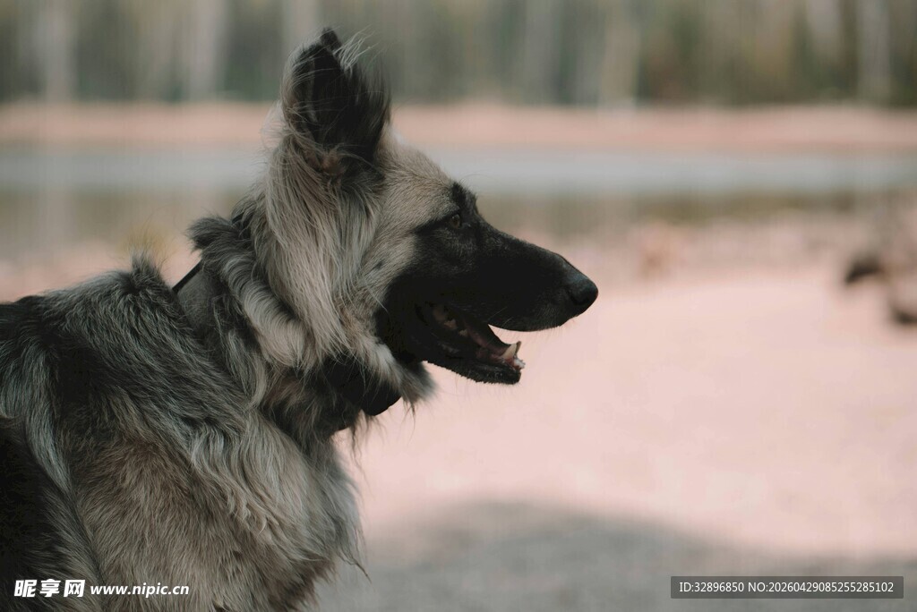 德国牧羊犬户外侧影