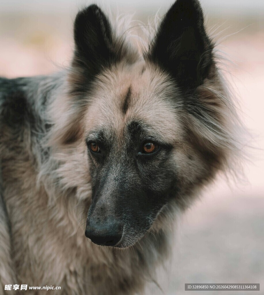 毛发蓬松的忧郁犬只