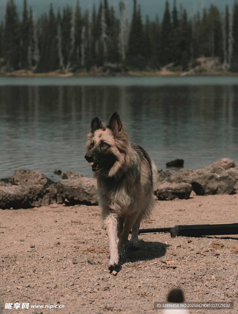 湖边奔跑的欢乐德国牧羊犬