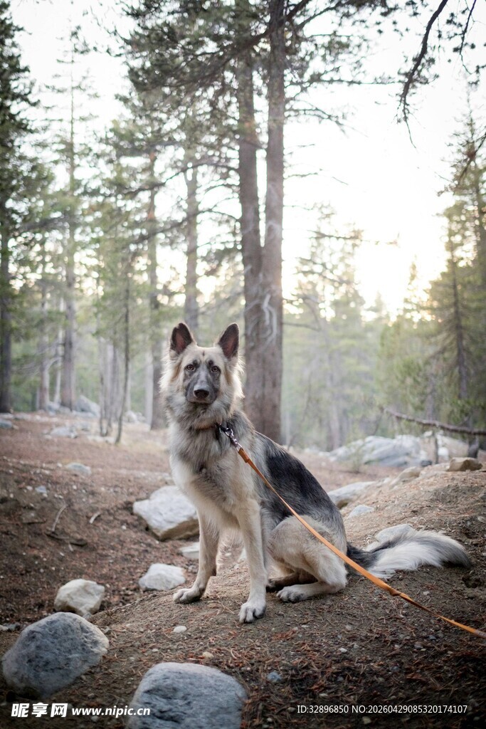 森林中的德国牧羊犬