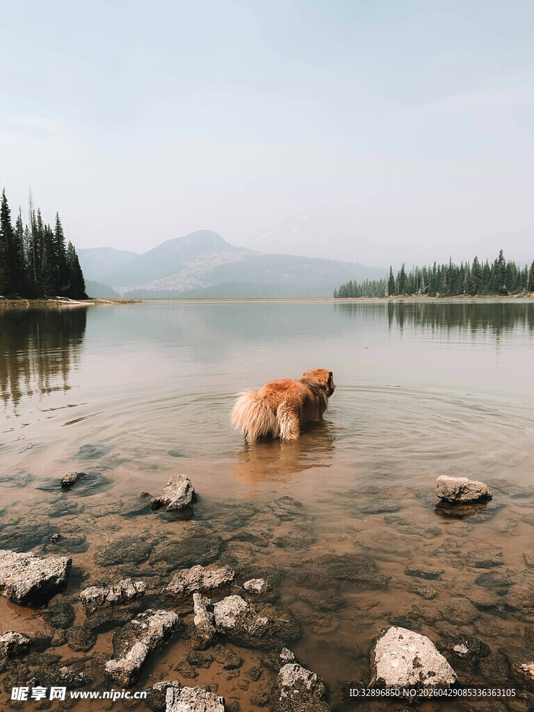 湖畔戏水的金毛犬