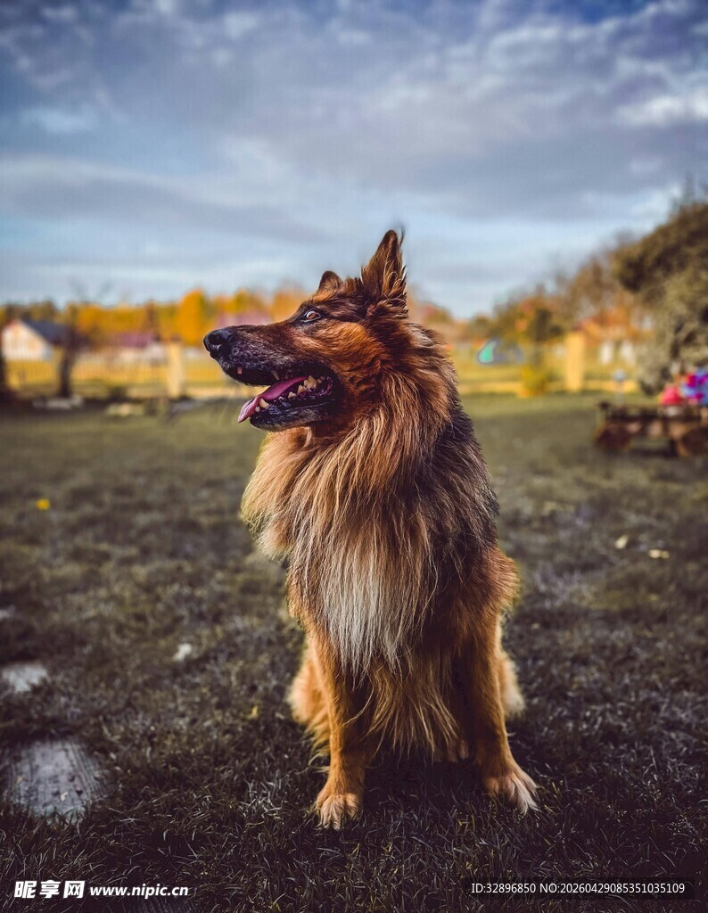 户外站立的长毛牧羊犬
