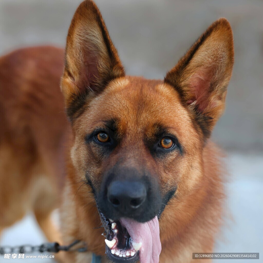 可爱德国牧羊犬吐舌卖萌