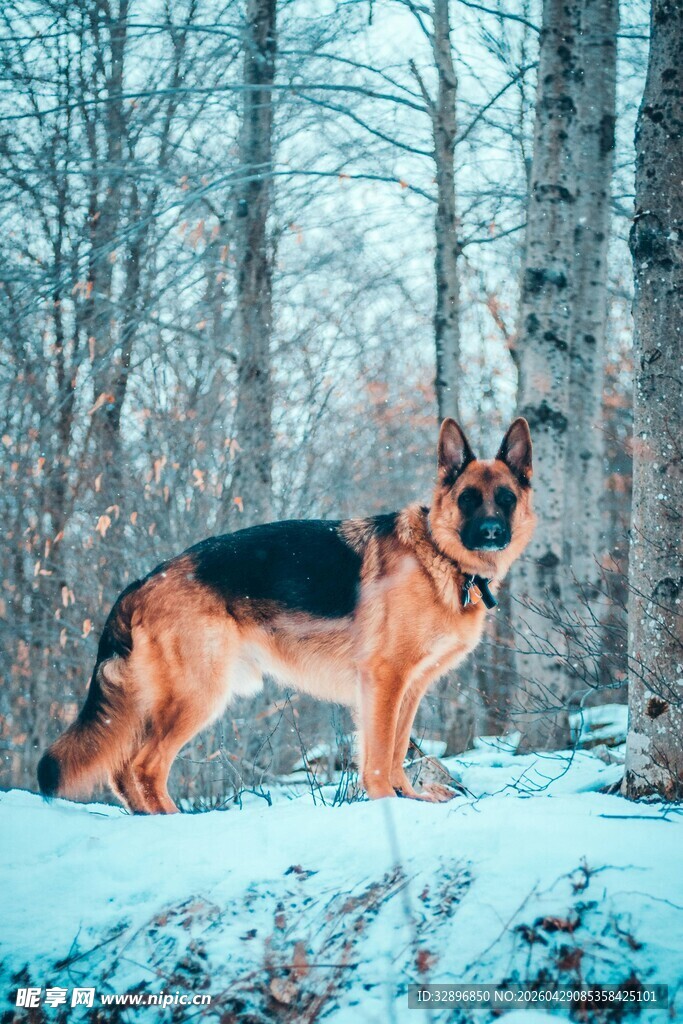 雪地中的德国牧羊犬