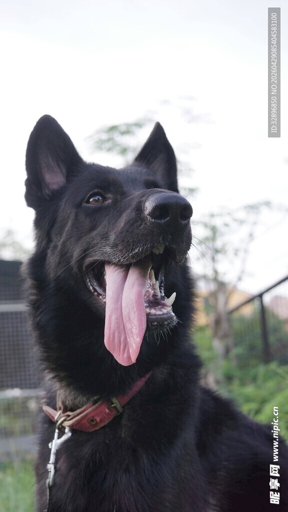 帅气黑犬吐舌惬意模样