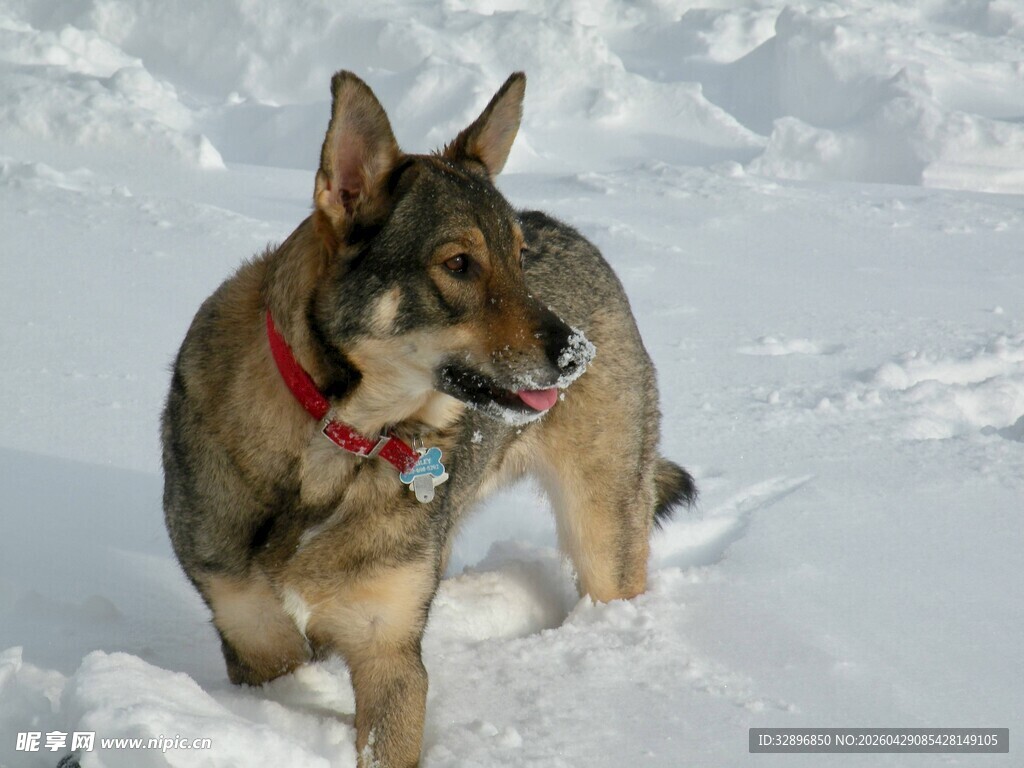 雪地中的德国牧羊犬