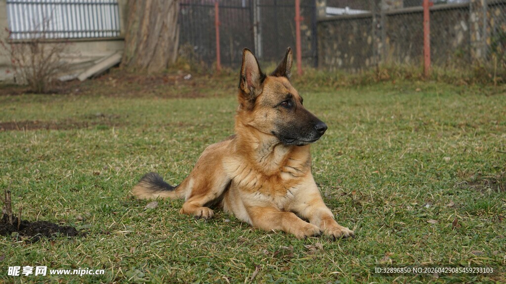 德国牧羊犬悠闲趴草地