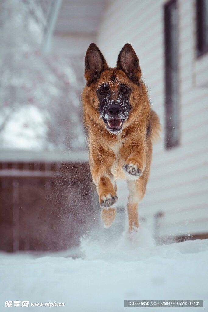 雪地中奔跑的德国牧羊犬