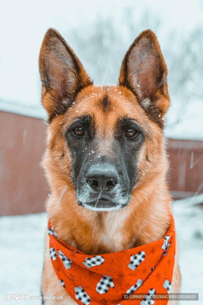 戴围巾的帅气德国牧羊犬