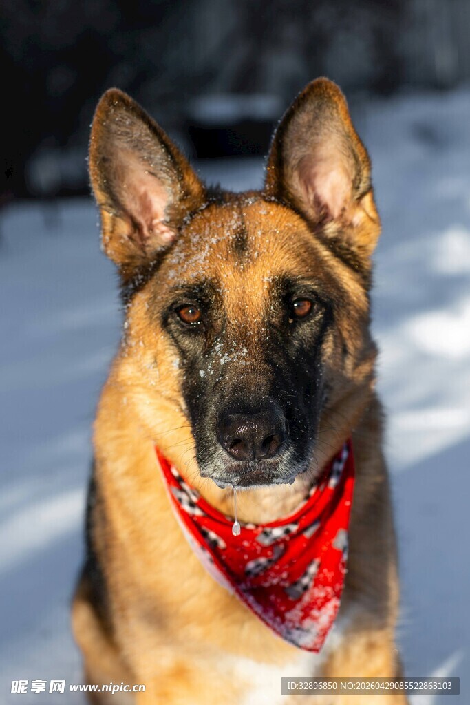 雪地中戴红巾的德国牧羊犬