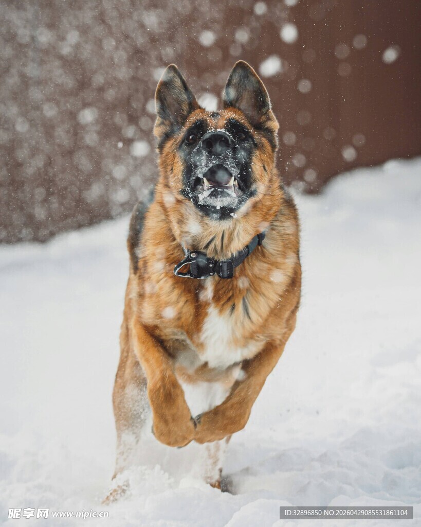 雪地中跃起的德国牧羊犬
