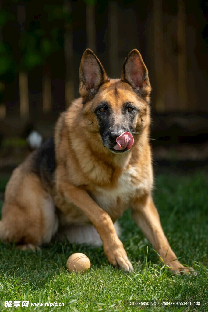 德国牧羊犬在草地玩球