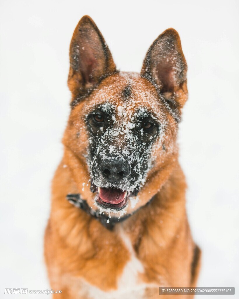 雪地中憨态可掬的狗狗
