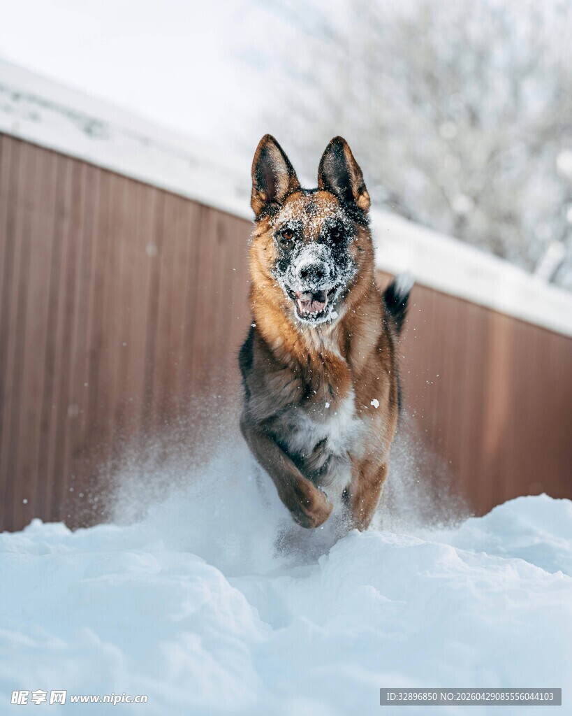 雪地中奔跑的德国牧羊犬