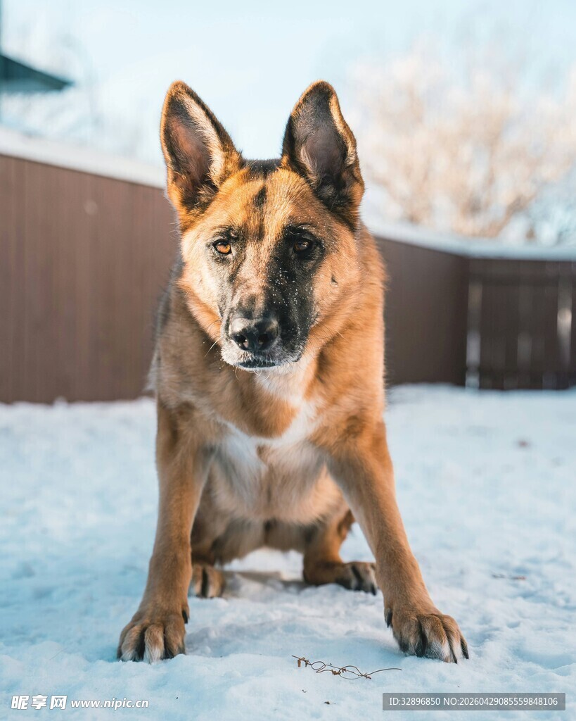 雪地中蹲坐的帅气牧羊犬