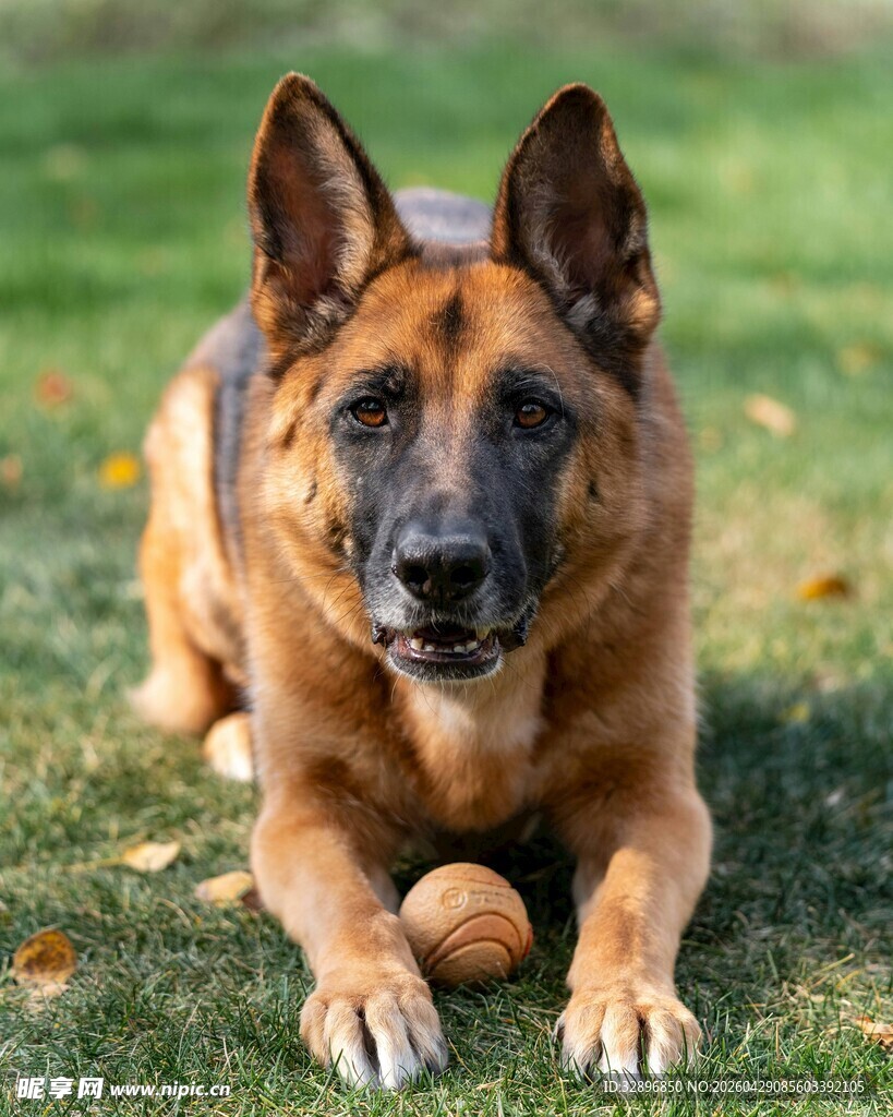 趴卧草地的德国牧羊犬
