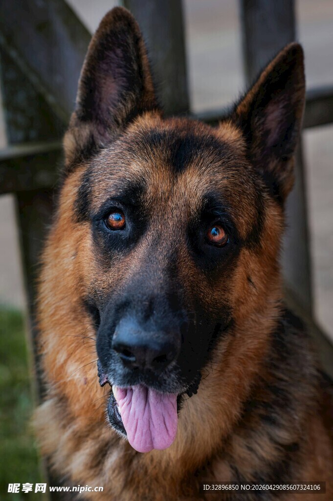 可爱德国牧羊犬吐舌卖萌