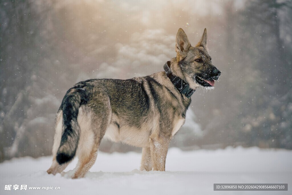 雪地中的德国牧羊犬